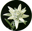 Stella Alpina (Leontopodium alpinum) - Estrela dos Alpes